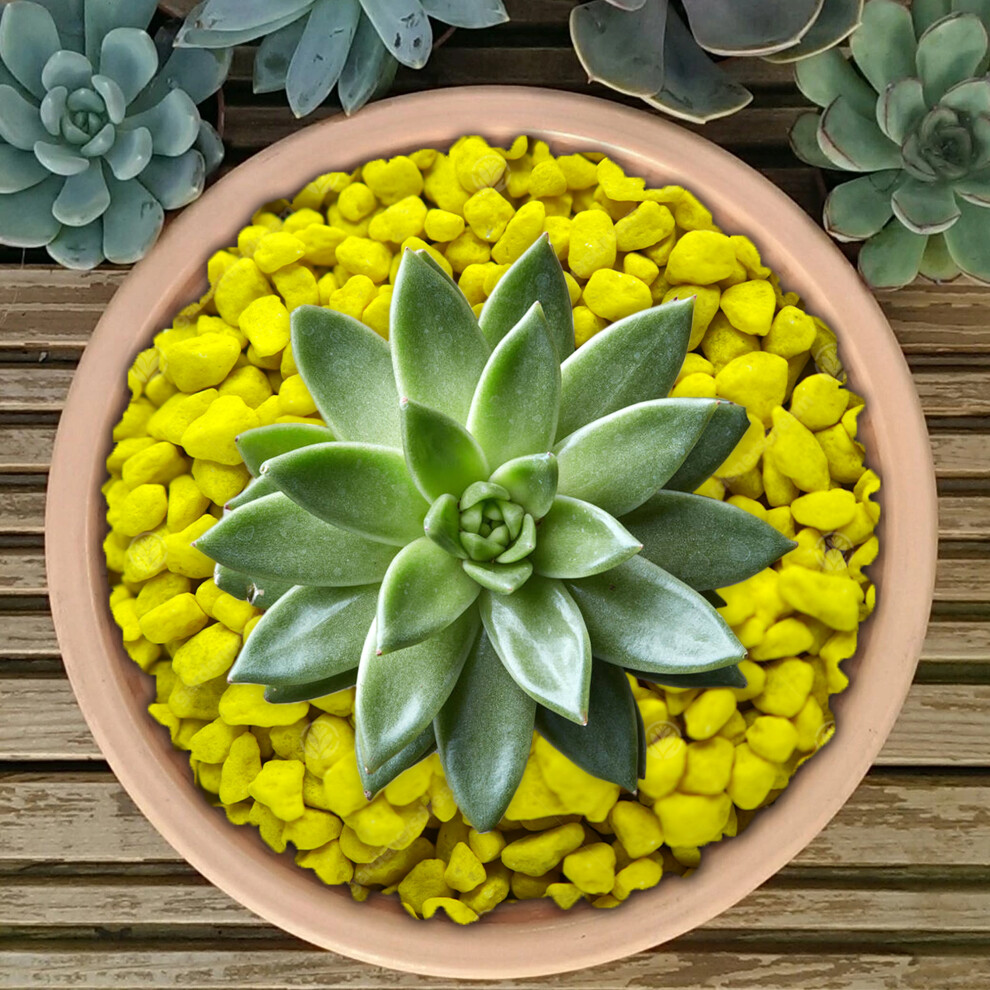 GardenersDream Coloured Plant Pot Garden Gravel - Premium Stones for Decoration