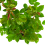 Gardeners Dream ABSENT FRIEND ROSE - Absent Friend Rose Bush 7
