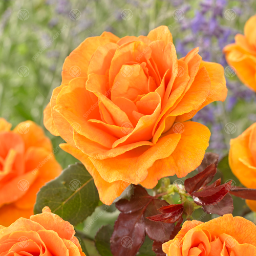 Gardeners Dream ABSENT FRIEND ROSE - Absent Friend Rose Bush 2