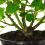 Gardeners Dream ABSENT FRIEND ROSE - Absent Friend Rose Bush 6
