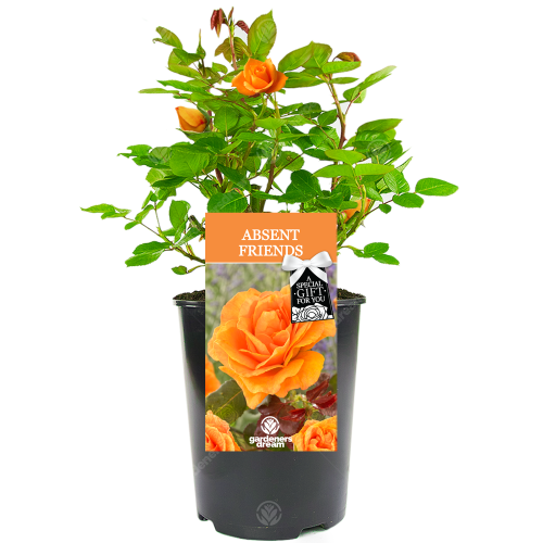 Gardeners Dream ABSENT FRIEND ROSE - Absent Friend Rose Bush
