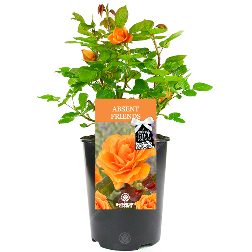 Gardeners Dream Absent Friend Rose - Absent Friend Rose Bush