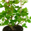 Gardeners Dream ABSENT FRIEND ROSE - Absent Friend Rose Bush 5
