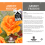 Gardeners Dream ABSENT FRIEND ROSE - Absent Friend Rose Bush 4