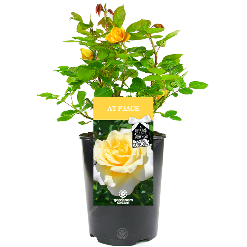 Gardeners Dream AT PEACE ROSE - At Peace Rose Bush 1