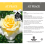 Gardeners Dream AT PEACE ROSE - At Peace Rose Bush 4
