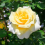 Gardeners Dream AT PEACE ROSE - At Peace Rose Bush 3