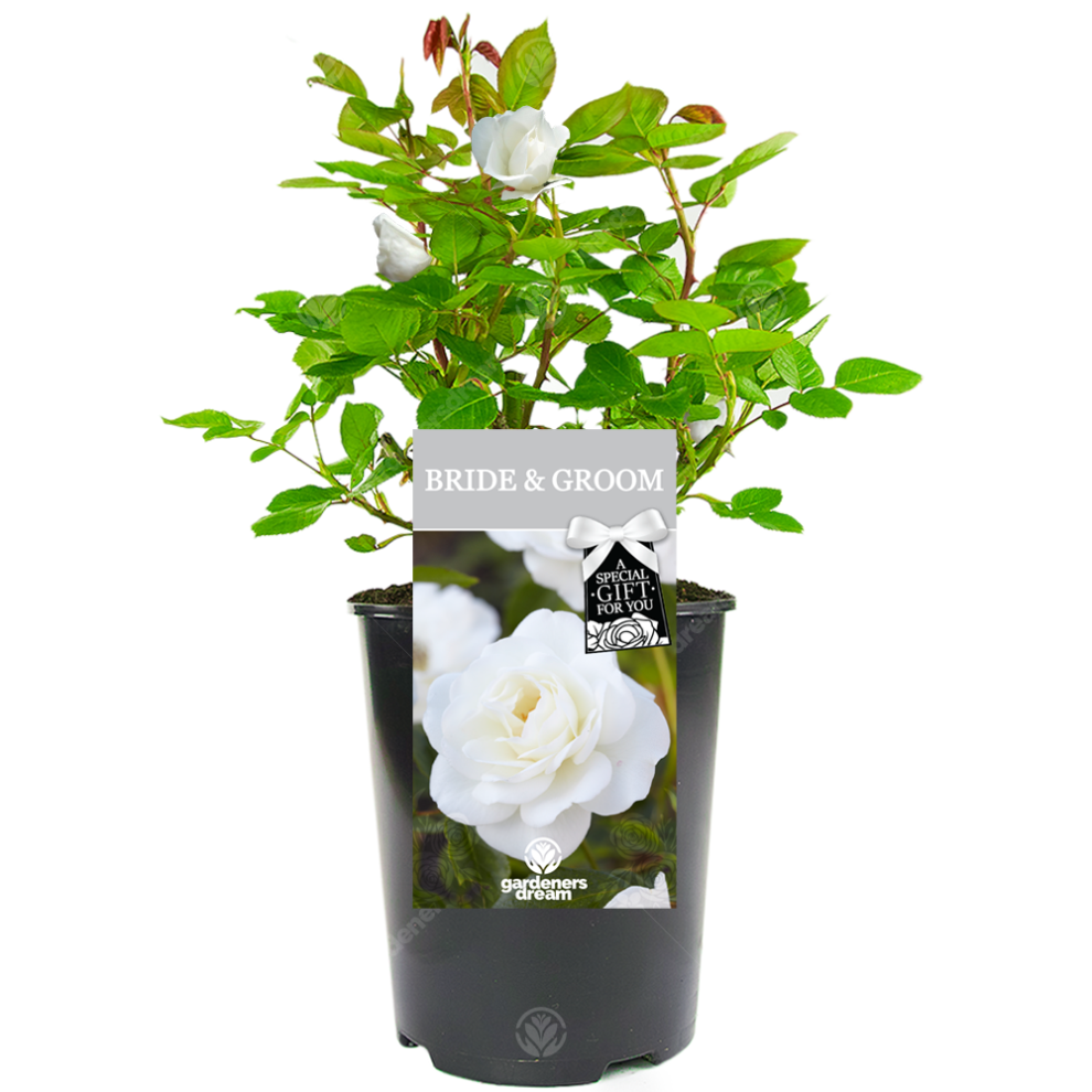 Bride and Groom Rose - Wedding Gift - Live Rose Bush Plant-image-OPC-PF8S2JR-NEW