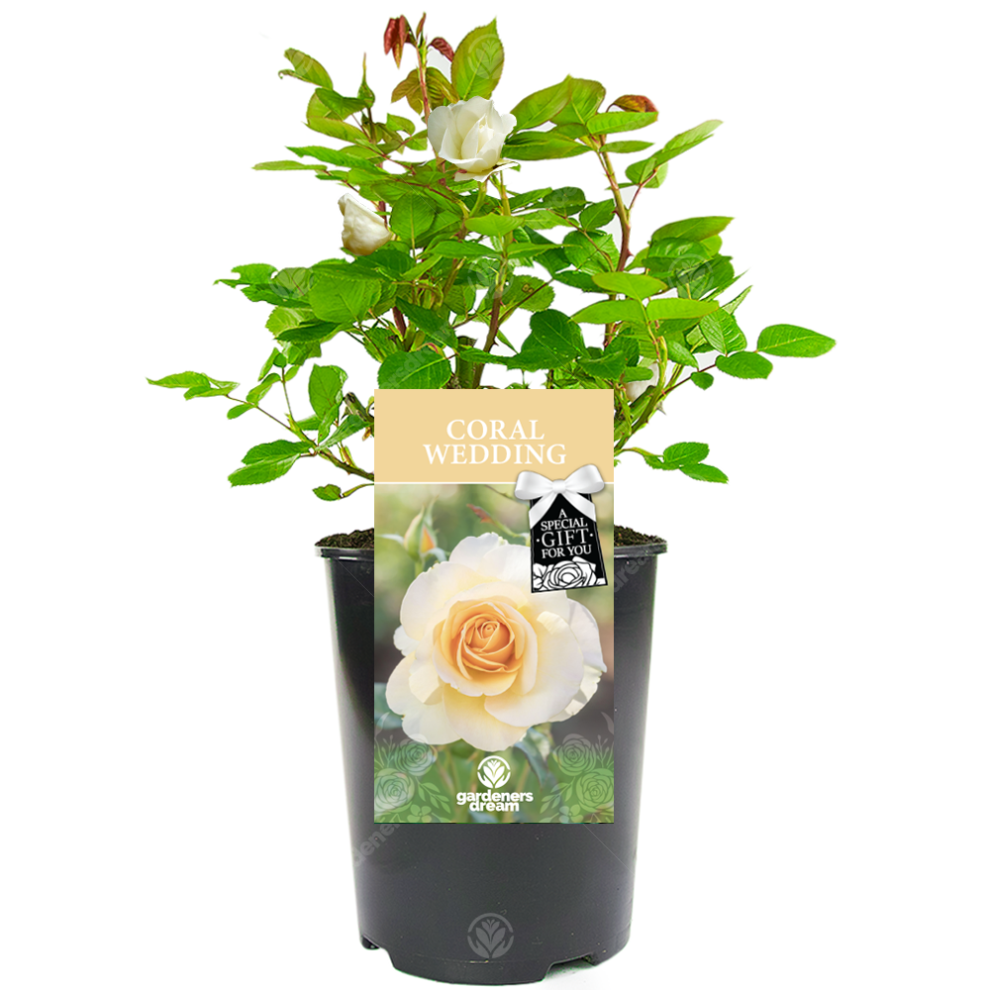 Coral Wedding Rose - 35th Wedding Anniversary Gift - Live Rose Bush Plant-image-OPC-PF8S2K2-NEW