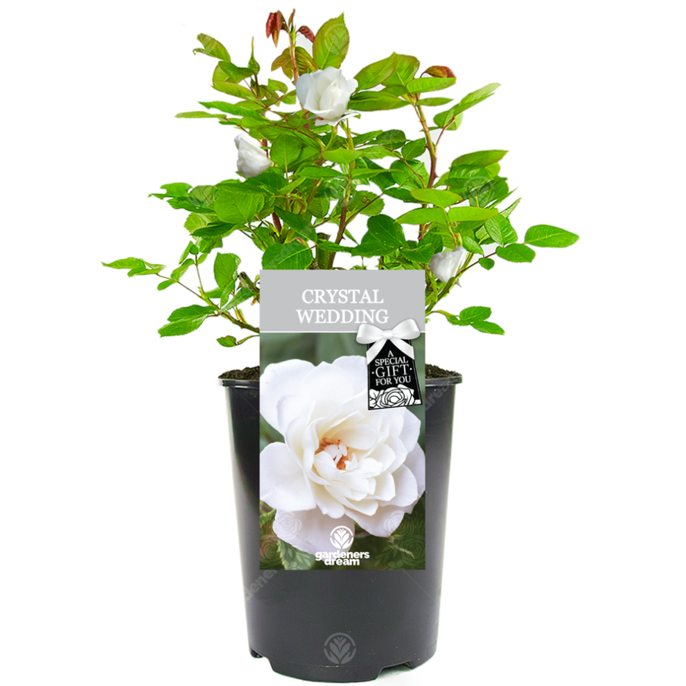 Gardeners Dream Crystal Wedding Rose - 15Th Wedding Anniversary Gift - Live Rose Bush Plant