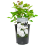 Gardeners Dream DIAMOND WEDDING ROSE - 60th Anniversary Rose Bush 1