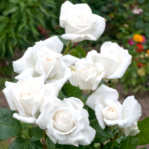 Gardeners Dream DIAMOND WEDDING ROSE - 60th Anniversary Rose Bush 2