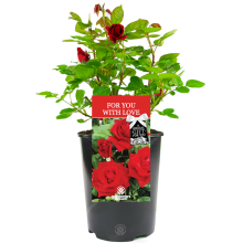 For You With Love Rose - Valentine's Day Gift- Live Rose Bush Plant