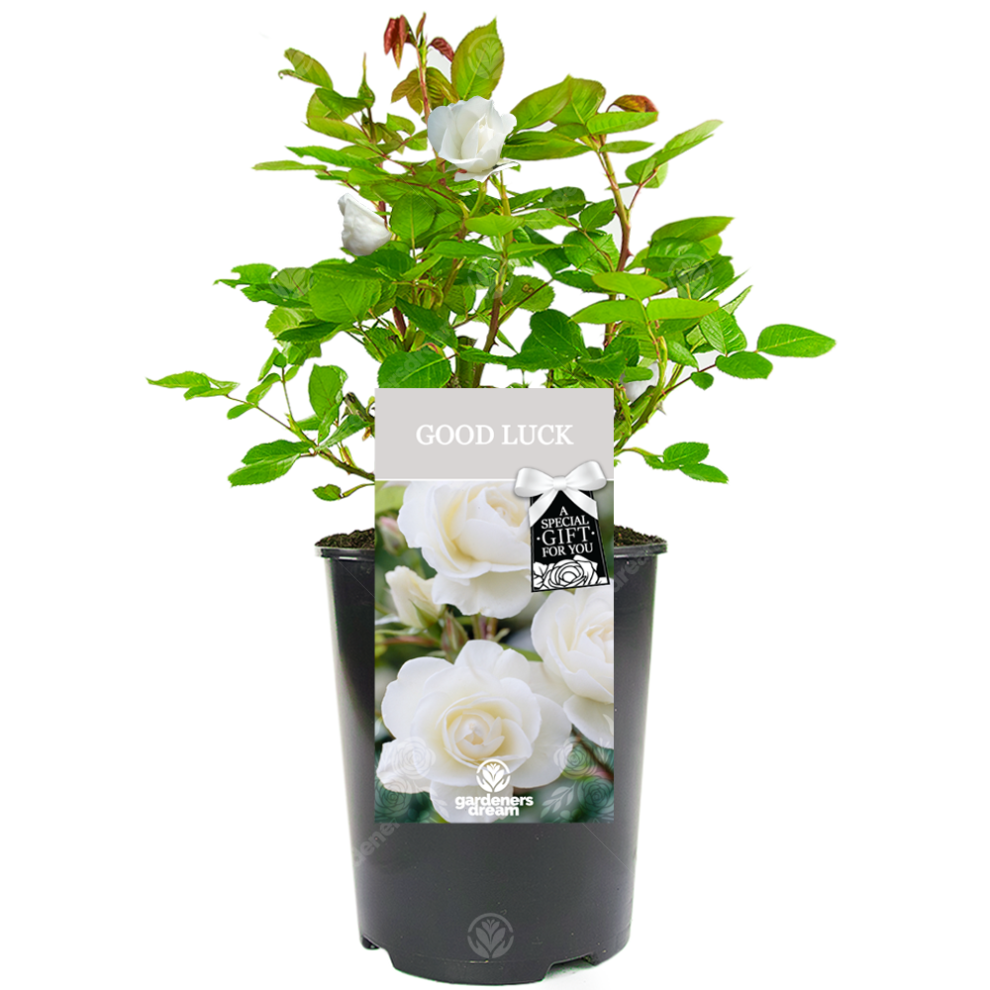 Good Luck Rose - Good Luck Gift - Live Rose Bush Plant
