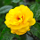 Gardeners Dream Golden Wedding Rose - 50th Wedding Anniversary Gift - Live Rose Bush Plant 3