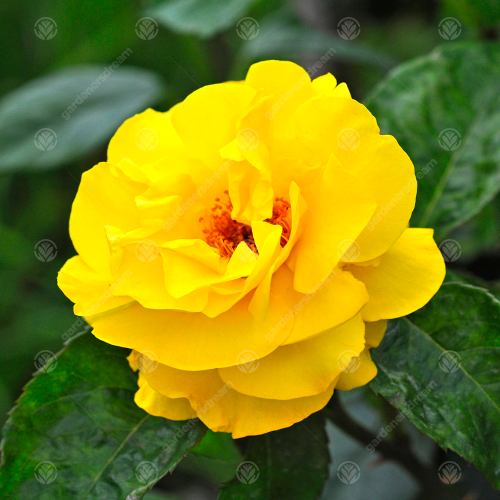Gardeners Dream Golden Wedding Rose - 50th Wedding Anniversary Gift - Live Rose Bush Plant 2