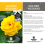 Gardeners Dream Golden Wedding Rose - 50th Wedding Anniversary Gift - Live Rose Bush Plant 4
