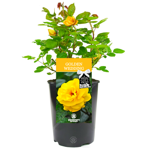 Gardeners Dream Golden Wedding Rose - 50th Wedding Anniversary Gift - Live Rose Bush Plant