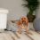 AllPetSolutions Alfie Soft Dog Bed Grey - Medium 57x52x22cm 4