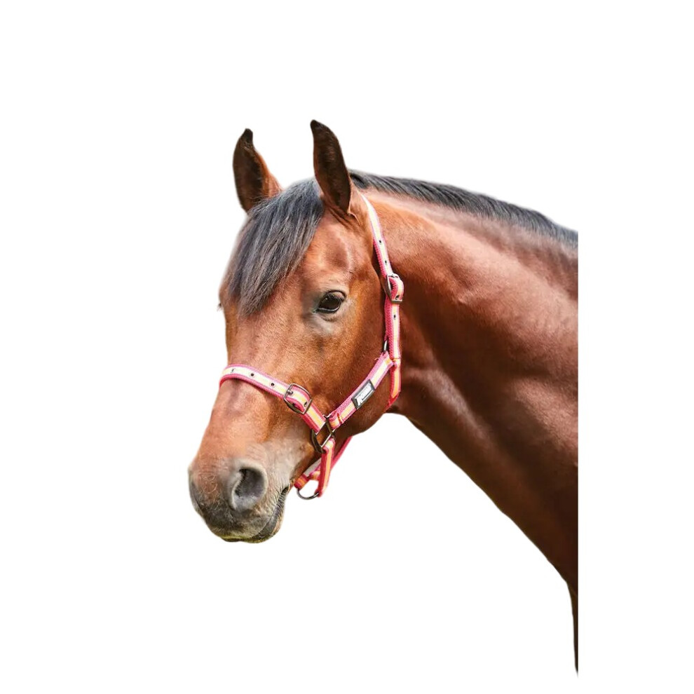 (Pony, Pink/Orange/Yellow) Roma Stripe Horse Headcollar