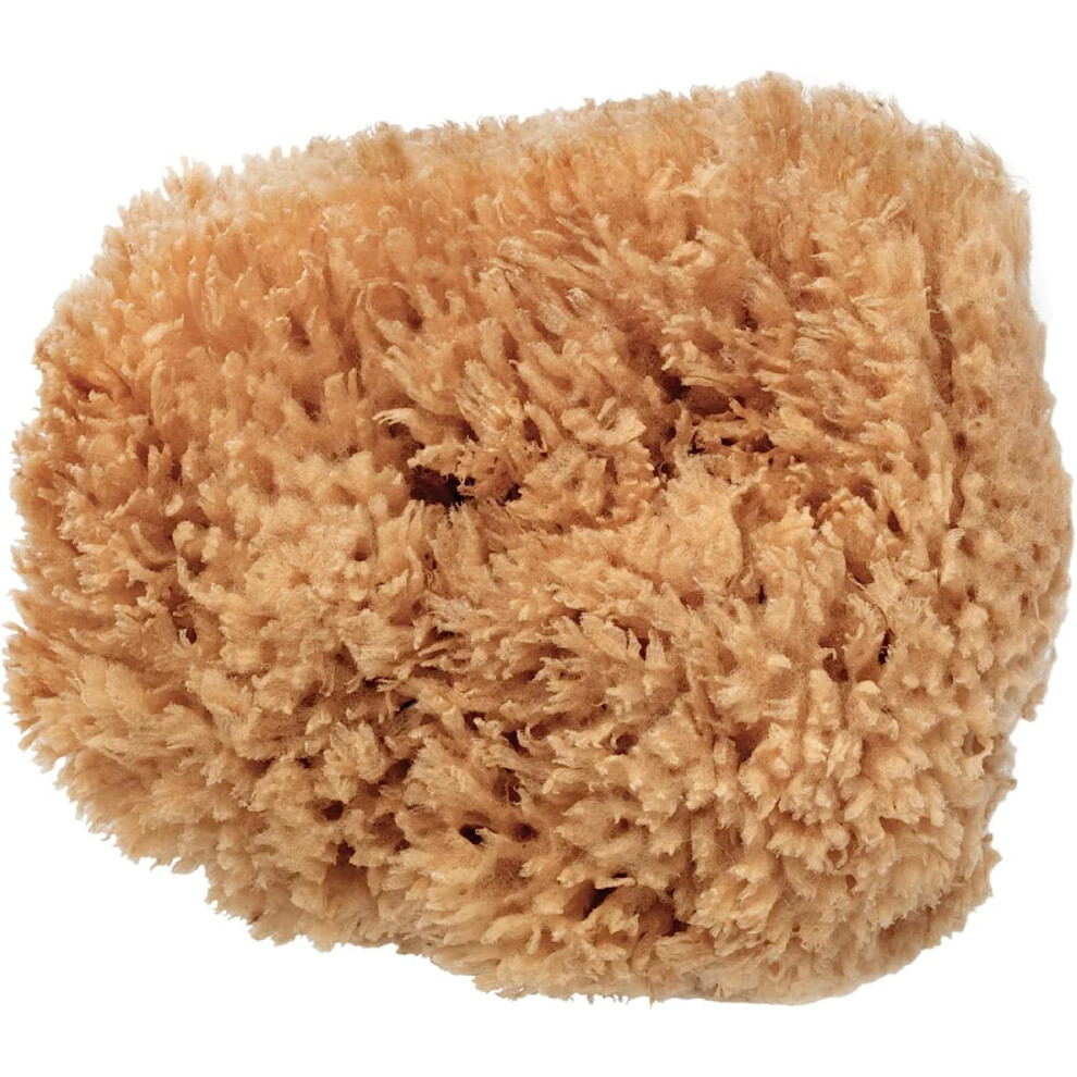 Photos - Bath Sponge BodyCare Sea Sponge, 12.5 - 14cm, Premium Quality Exfoliating Sponge For The Most Sensitive And Delicate Skin. A Natural Unb