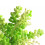 Biorb biOrb Caulerpa Green Aquarium Decoration 2