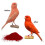 Pineta Red Factor for Canary Bird Feather Coloring 50g 2
