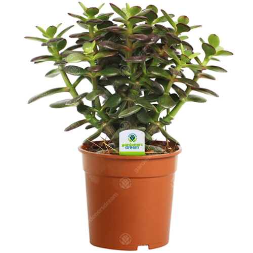 Gardeners Dream Crassula minor (12cm)