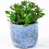 Gardeners Dream Crassula minor (12cm) 3