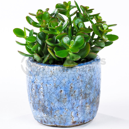 Gardeners Dream Crassula minor (12cm) 2