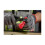 Milwaukee Magnetic Knife Sharpener, 4932478562 3