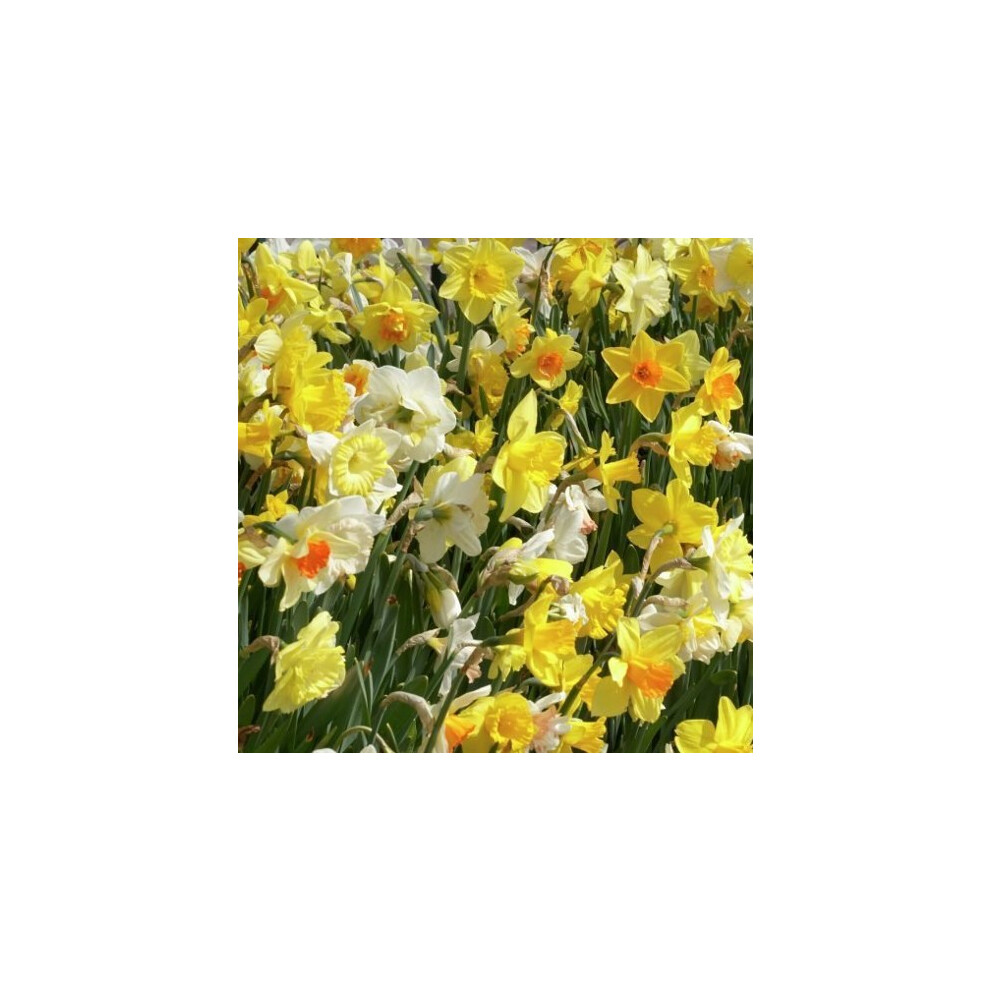 DAFFODIL BULBS MIXED. 5kgs.