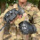 AK All-Purpose Outdoor Half Finger Gloves(Black) 8