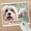 Cavachon Personalised Dog Breed Mouse Mat Gift 1