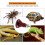 Durable Infrared Ceramic Heating Lamp Bulb For Reptile Pet Power (100W) 3