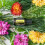 doTERRA doTERRA - Bergamot Essential Oil - 15 mL 2