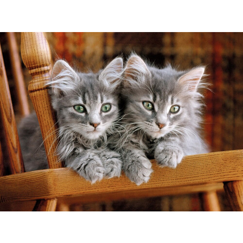 Clementoni Clementoni Kitten Puzzel (500 Stukjes) 1