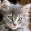 Clementoni Clementoni Kitten Puzzel (500 Stukjes) 4
