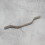 Nickel Kitchen Door Bar Handle Satin Brushed Silver Pull 160mm & 192mm 8