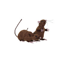 2 x Furry Rats , 1 x Sitting , 1 x Standing