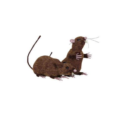 2 x Furry Rats , 1 x Sitting , 1 x Standing