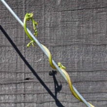 Garden Haven® Heavy Duty Galvanised Garden Wire, 3mm x 20m