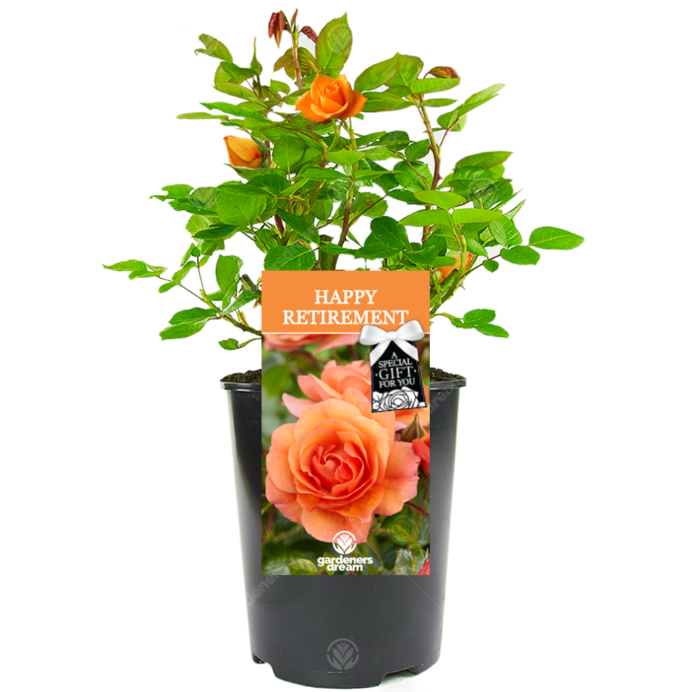 Gardeners Dream Happy Retirement Rose - Retirement Gift - Live Rose Bush Plant