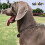 Premium Stainless Steel Choke Collarno Pull Dog Training Collar.-3.0Mmx55Cm 2