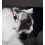 6Pcs Reflective Cat Collar With Bell Solid & Safe Collars For Cats 3