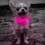 Rechargeable Led Dog Collar Adjustable Reflective Collar 5