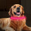 Rechargeable Led Dog Collar Adjustable Reflective Collar That Lights Up At Night 6