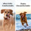 Pet Airtag Tag 3