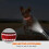 Reflective Dog Collar With Safety Adjustable Nylon Puppy Collars 5