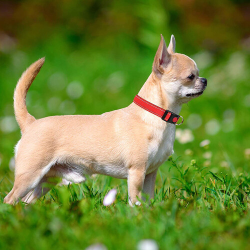 Reflective Dog Collar With Safety Adjustable Nylon Puppy Collars 2